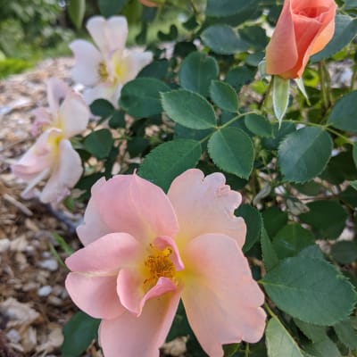 ‘Chinook Sunrise’