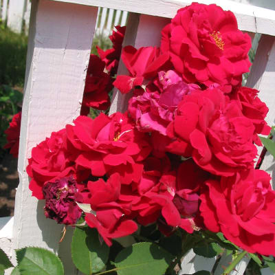 ‘Ramblin’ Red’®
