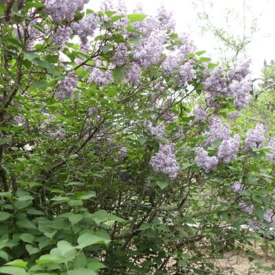 Common Purple