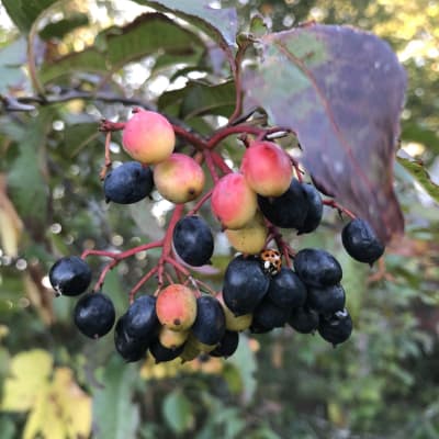 Nannyberry  thumbnail #2 