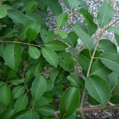 Blackhaw