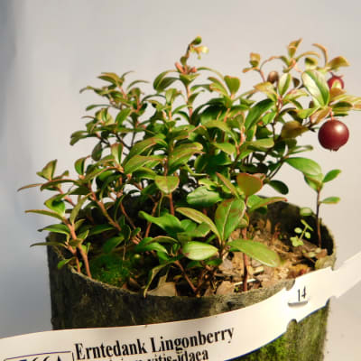 ‘Erntedank’