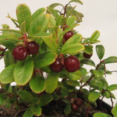 ‘Erntedank’
