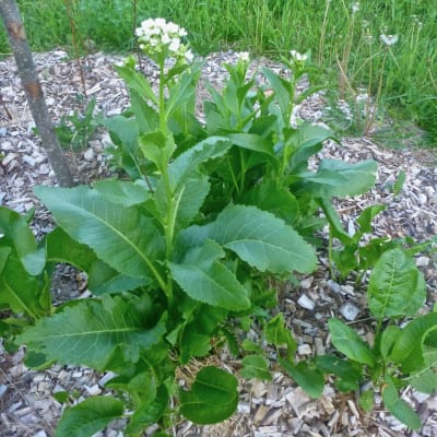 ‘Big Top’ Horseradish