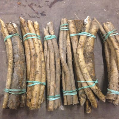‘Big Top’ Horseradish