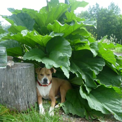 Rhubarb Seedling