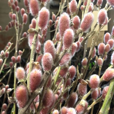 ‘Mt. Aso’ Japanese Pink Pussy Willow