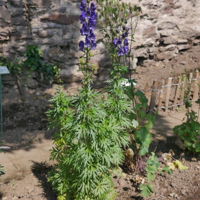 English Monkshood