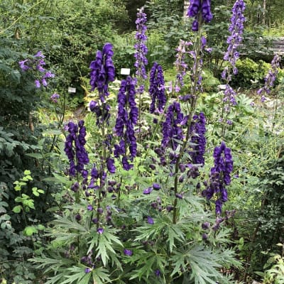 English Monkshood