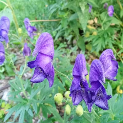 English Monkshood
