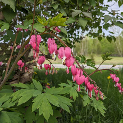 Old-Fashioned Bleeding Heart