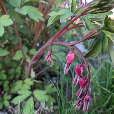 Old-Fashioned Bleeding Heart