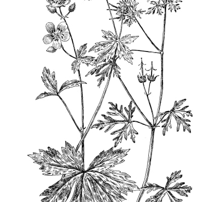 Spotted Cranesbill