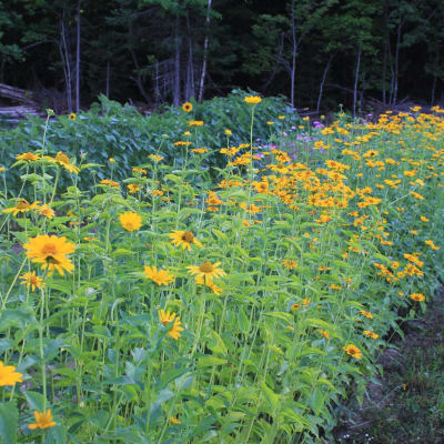 Early Sunflower