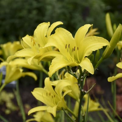 ‘Hyperion’