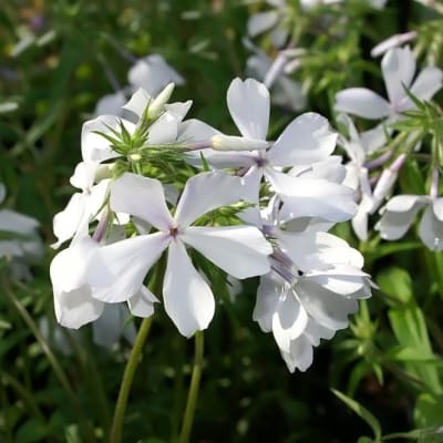 photo title: Phlox divaricata May Breeze 0zz.jpg
source: https://upload.wikimedia.org/wikipedia/commons/d/d9/Phlox_divaricata_May_Breeze_0zz.jpg
creator: David J. Stang
licensed under: CC BY-SA 4.0
this image has been cropped