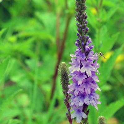 Hoary Vervain
