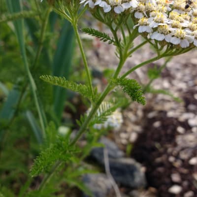 Yarrow