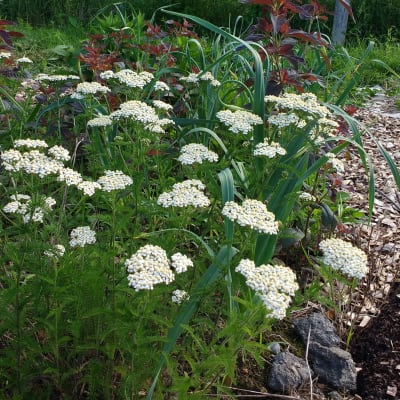 Yarrow