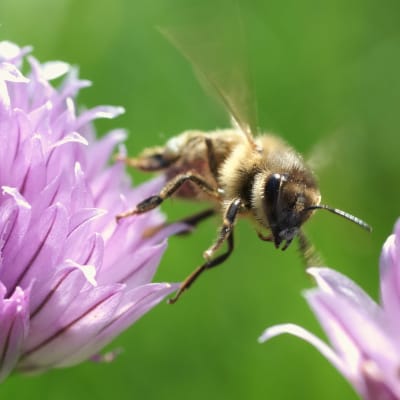 Chives