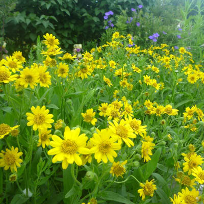 Arnica chamissonis