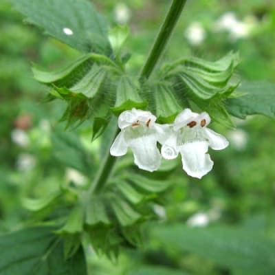 Lemon Balm