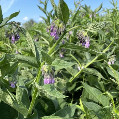 Comfrey