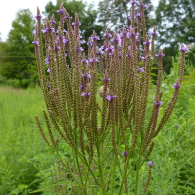 Blue Vervain