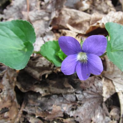 Common Blue Violet