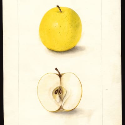 Ananas Reinette