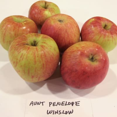 Aunt Penelope Winslow