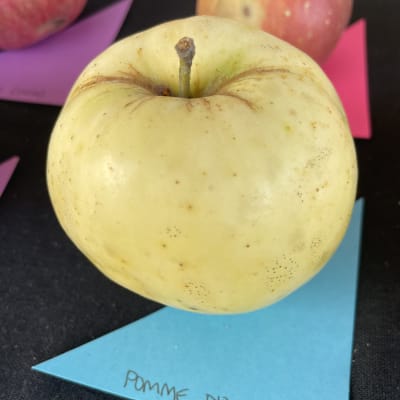 Pomme d’Or
