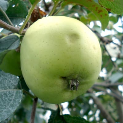 Pomme d’Or