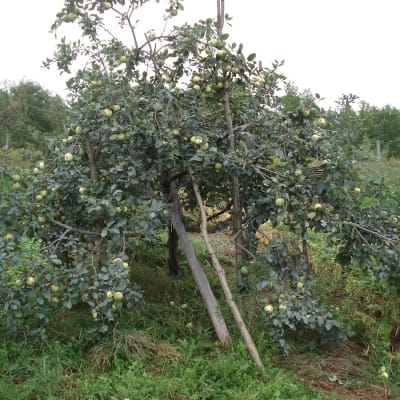 Pomme d’Or