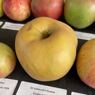 St. Edmund’s Russet