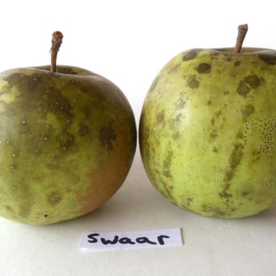 Swaar
