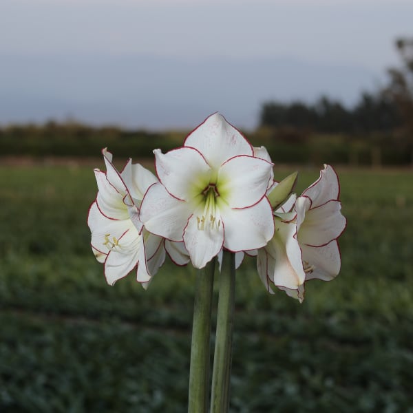 Jumbo Amaryllis