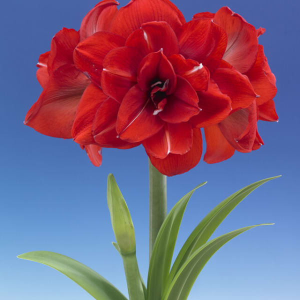 Double Amaryllis
