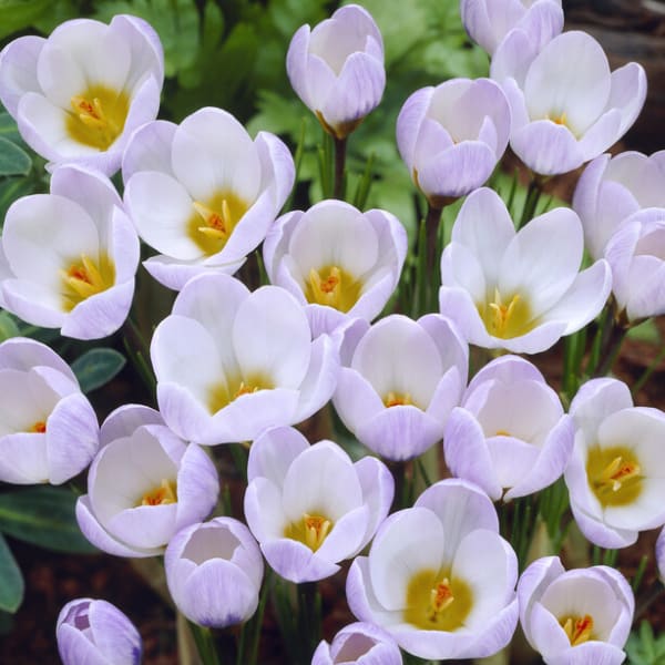 Snow Crocuses