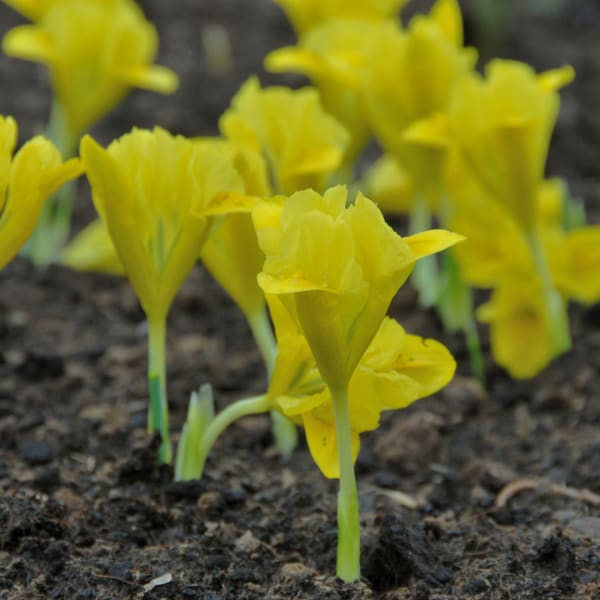 Dwarf Irises