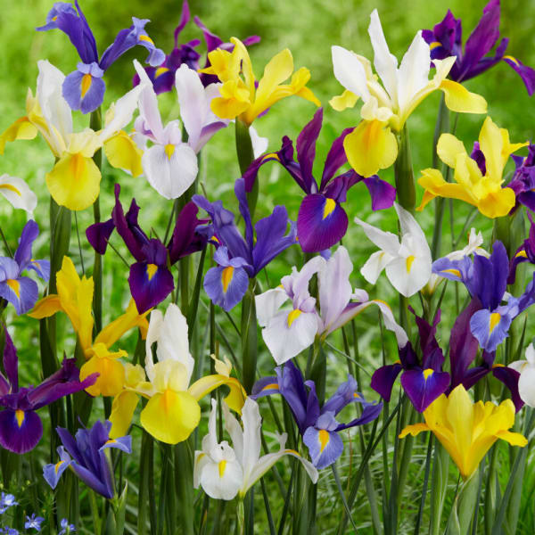 Dutch Irises