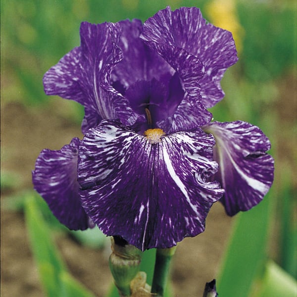 Bearded Irises