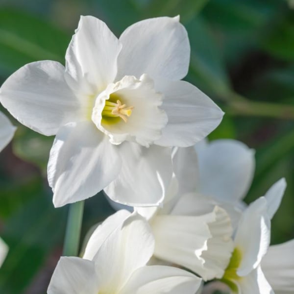 Large-Cup Narcissus