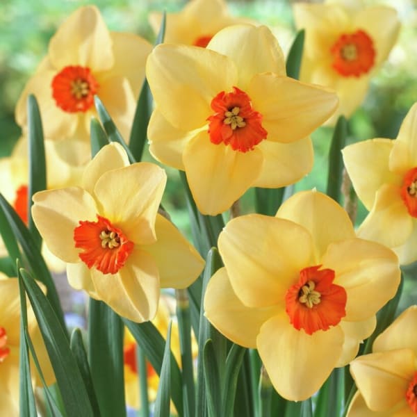 Small-Cup Narcissus