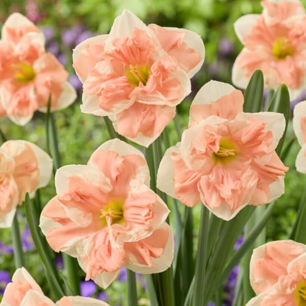 Split-Cup Narcissus