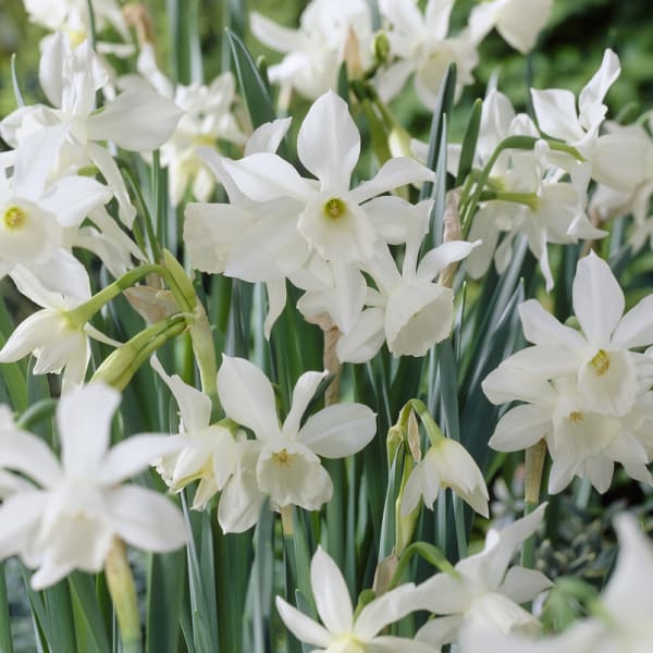 Triandrus Narcissus