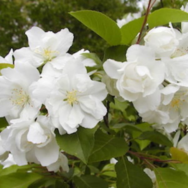 Crabapples