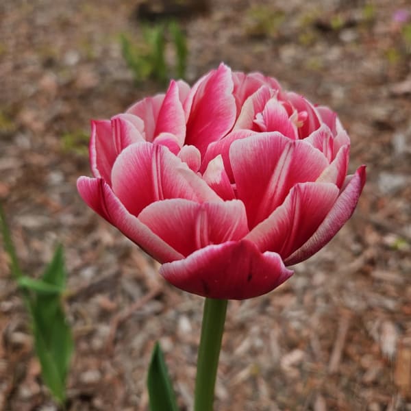 Double Early Tulips