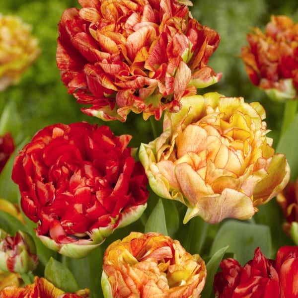 Double Late Tulips