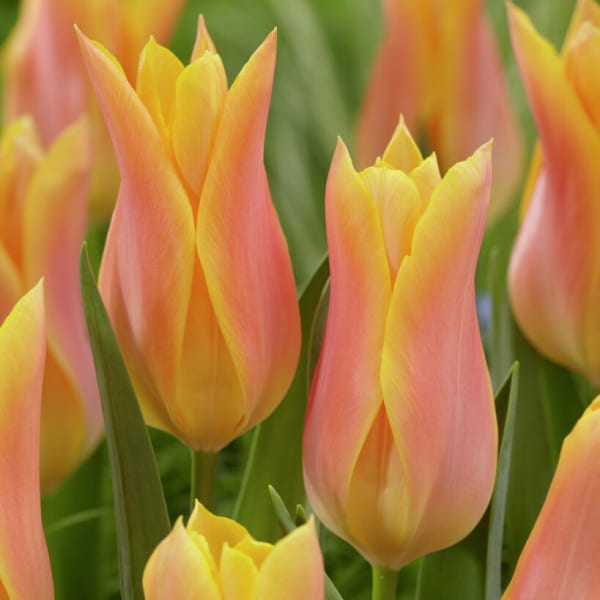 Lily-Flowered Tulips